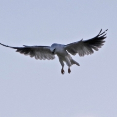 Elanus axillaris at Fyshwick, ACT - 25 Jan 2018