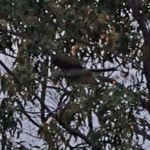 Tachyspiza cirrocephala at Fyshwick, ACT - 25 Jan 2018