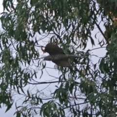 Tachyspiza cirrocephala at Fyshwick, ACT - 25 Jan 2018