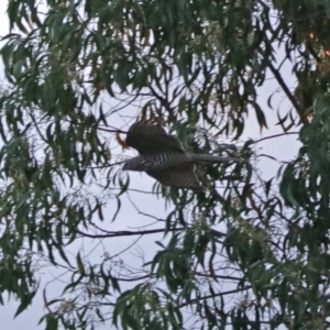 Tachyspiza cirrocephala at Fyshwick, ACT - 25 Jan 2018