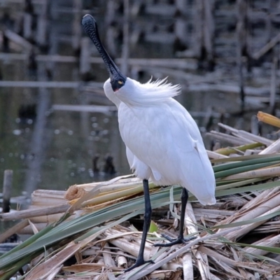 Platalea regia (Royal Spoonbill) at Jerrabomberra Wetlands - 25 Jan 2018 by RodDeb