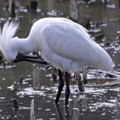 Platalea regia at Fyshwick, ACT - 25 Jan 2018