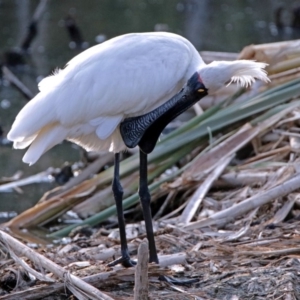 Platalea regia at Fyshwick, ACT - 25 Jan 2018