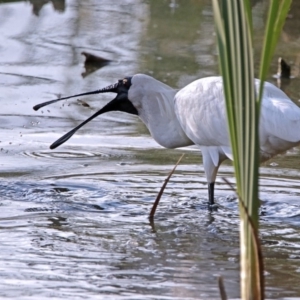 Platalea regia at Fyshwick, ACT - 25 Jan 2018