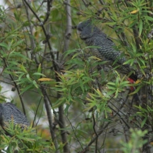 Callocephalon fimbriatum at Aranda, ACT - suppressed