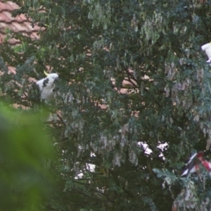 Cacatua galerita at Aranda, ACT - 9 Jan 2011