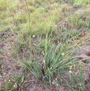 Dianella sp. aff. longifolia (Benambra) at Canberra Central, ACT - 26 Jan 2018