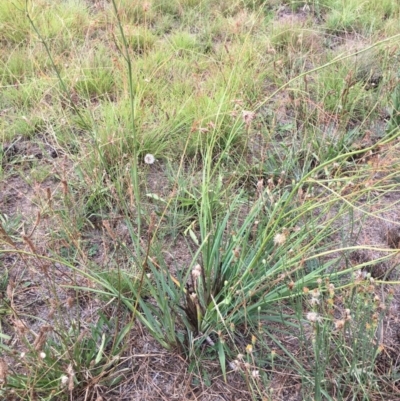 Dianella sp. aff. longifolia (Benambra) (Pale Flax Lily, Blue Flax Lily) at Yarramundi Grassland
 - 25 Jan 2018 by RWPurdie