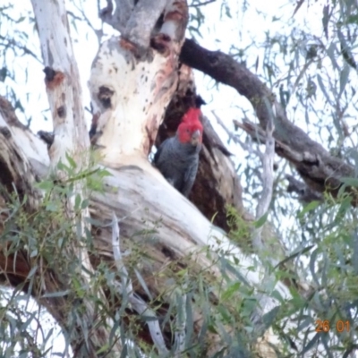 Callocephalon fimbriatum (Gang-gang Cockatoo) at Hughes, ACT - 26 Jan 2018 by jennyt