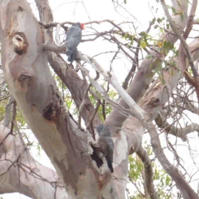 Callocephalon fimbriatum (Gang-gang Cockatoo) at GG38 - 23 Jan 2018 by JackyF