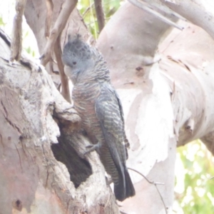 Callocephalon fimbriatum at Deakin, ACT - 24 Jan 2018