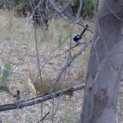 Malurus cyaneus (Superb Fairywren) at Deakin, ACT - 26 Jan 2018 by jennyt