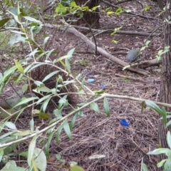 Ptilonorhynchus violaceus (Satin Bowerbird) at Red Hill, ACT - 8 Sep 2016 by JackyF