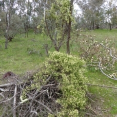 Clematis leptophylla (Small-leaf Clematis, Old Man's Beard) at Red Hill to Yarralumla Creek - 8 Sep 2016 by JackyF