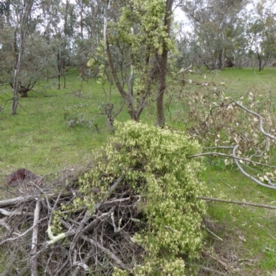 Clematis leptophylla (Small-leaf Clematis, Old Man's Beard) at Hughes, ACT - 8 Sep 2016 by JackyF