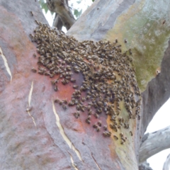 Apis mellifera (European honey bee) at Hughes, ACT - 28 Dec 2017 by JackyF