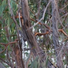 Oriolus sagittatus (Olive-backed Oriole) at Cook, ACT - 26 Jan 2018 by Tammy