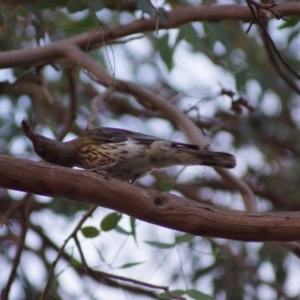 Oriolus sagittatus at Cook, ACT - 26 Jan 2018