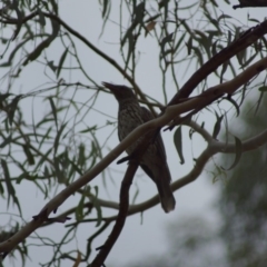 Oriolus sagittatus at Cook, ACT - 26 Jan 2018 05:53 PM