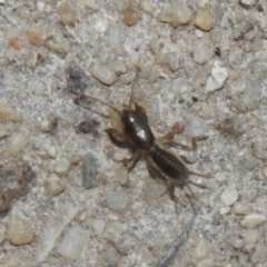 Gryllotalpa sp. (genus) (Mole Cricket) at Fadden, ACT - 14 Jan 2018 by YumiCallaway