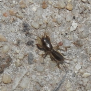 Gryllotalpa sp. (genus) at Fadden, ACT - 14 Jan 2018