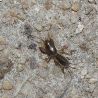 Gryllotalpa sp. (genus) (Mole Cricket) at Fadden, ACT - 14 Jan 2018 by YumiCallaway