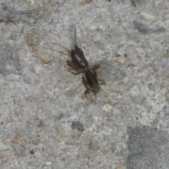 Gryllotalpa sp. (genus) at Fadden, ACT - 14 Jan 2018