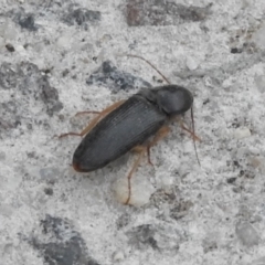 Monocrepidus sp. (genus) (Click beetle) at Fadden, ACT - 14 Jan 2018 by YumiCallaway