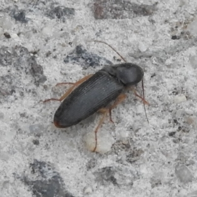 Monocrepidius (genus) (Click beetle) at Fadden, ACT - 14 Jan 2018 by YumiCallaway