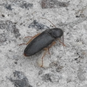 Monocrepidus sp. (genus) at Fadden, ACT - 14 Jan 2018