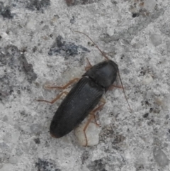 Monocrepidus sp. (genus) at Fadden, ACT - 14 Jan 2018