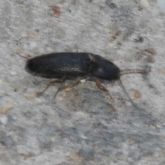 Monocrepidus sp. (genus) at Fadden, ACT - 14 Jan 2018