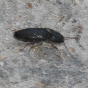Monocrepidius (genus) at Fadden, ACT - 14 Jan 2018 08:05 PM