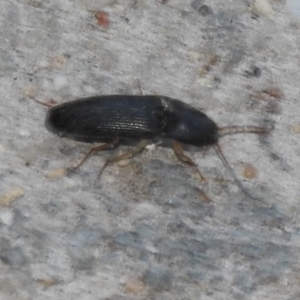 Monocrepidus sp. (genus) at Fadden, ACT - 14 Jan 2018