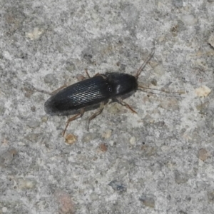 Monocrepidus sp. (genus) at Fadden, ACT - 14 Jan 2018