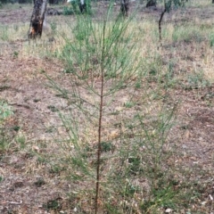 Allocasuarina verticillata (Drooping Sheoak) at Red Hill to Yarralumla Creek - 26 Jan 2018 by ruthkerruish
