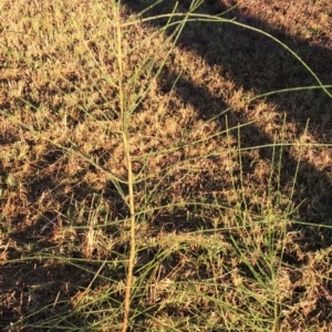 Allocasuarina verticillata at Garran, ACT - 27 Jan 2018