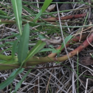 Symphyotrichum subulatum at Gundaroo, NSW - 28 Mar 2018 12:00 PM