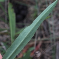Symphyotrichum subulatum at Gundaroo, NSW - 28 Mar 2018