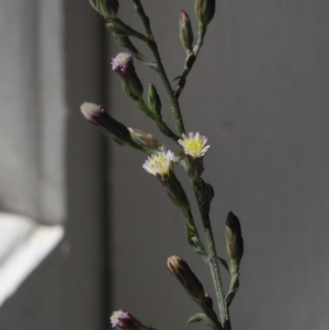 Symphyotrichum subulatum at Gundaroo, NSW - 28 Mar 2018 12:00 PM