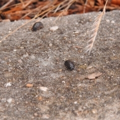 Armadillidium vulgare (Slater bug, woodlouse, pill bug, roley poley) at Fadden, ACT - 25 Jan 2018 by YumiCallaway