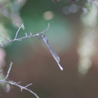 Austrolestes leda (Wandering Ringtail) at Aranda, ACT - 26 Nov 2012 by KMcCue