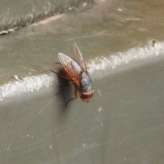 Calliphora sp. (genus) at Fadden, ACT - 27 Jan 2018 12:06 PM