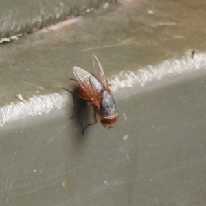 Calliphora sp. (genus) at Fadden, ACT - 27 Jan 2018 12:06 PM