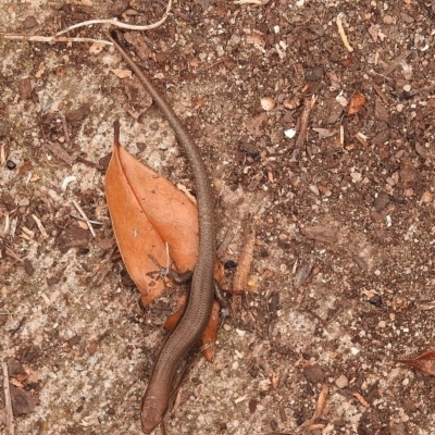 Lampropholis delicata (Delicate Skink) at Fadden, ACT - 27 Jan 2018 by YumiCallaway