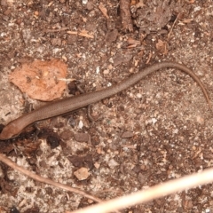 Lampropholis delicata at Fadden, ACT - 27 Jan 2018 12:17 PM