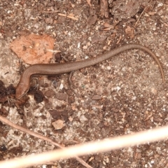 Lampropholis delicata at Fadden, ACT - 27 Jan 2018