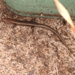 Lampropholis delicata at Fadden, ACT - 27 Jan 2018 12:17 PM