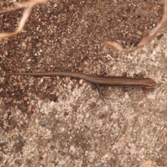 Lampropholis delicata at Fadden, ACT - 27 Jan 2018