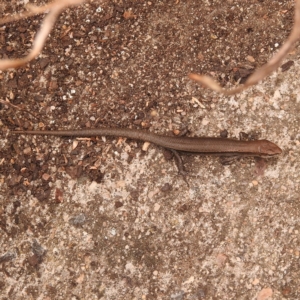 Lampropholis delicata at Fadden, ACT - 27 Jan 2018 12:17 PM